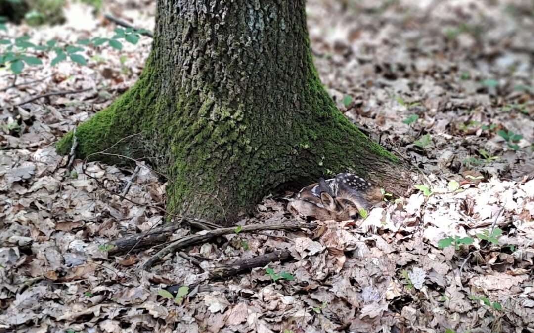 Vermeintlich ver­letz­tes Rehkitz